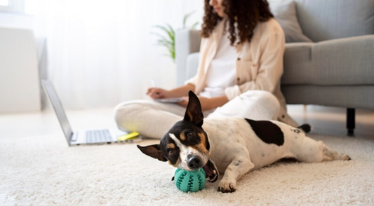 How to Choose the Perfect Toy for Your Pet: A Comprehensive Guide