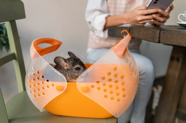 Pet Product Trends: The Latest Innovations and Must-Have Items in 2024